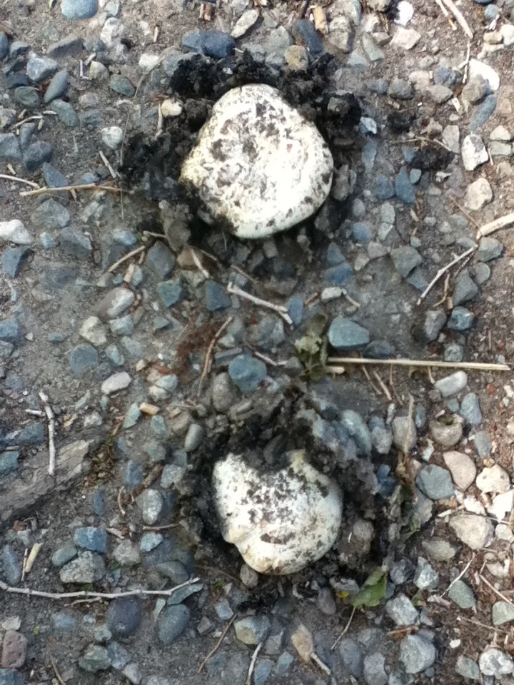 These mushrooms are actually growing through the pavement on my road