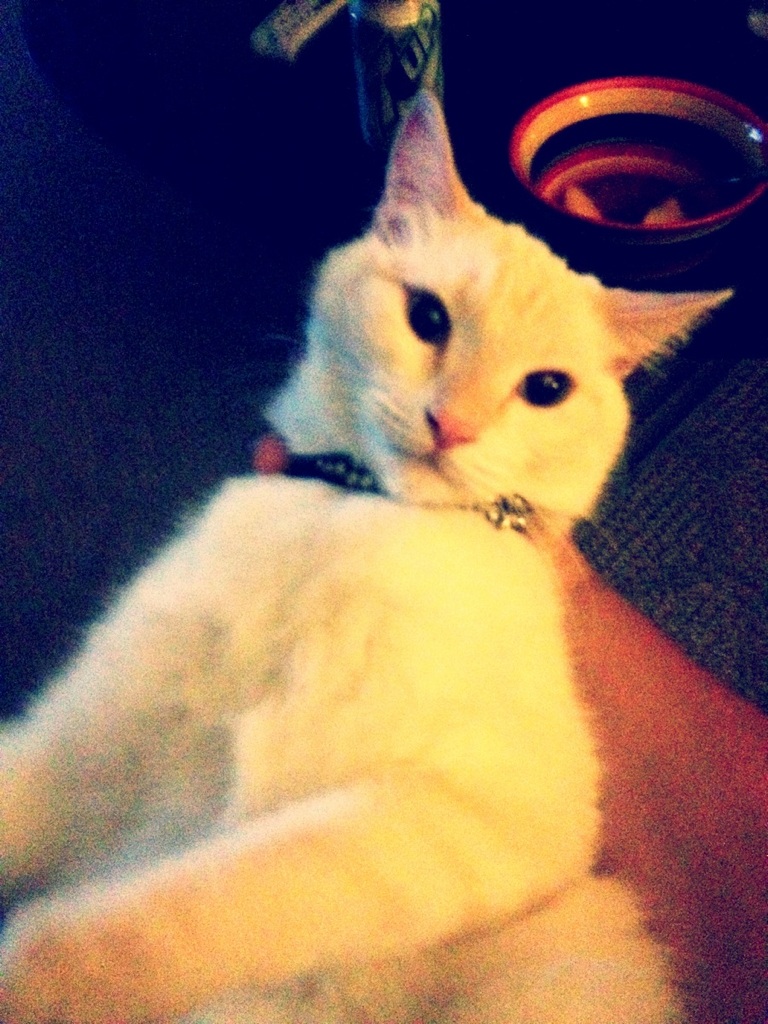 Mrow!!