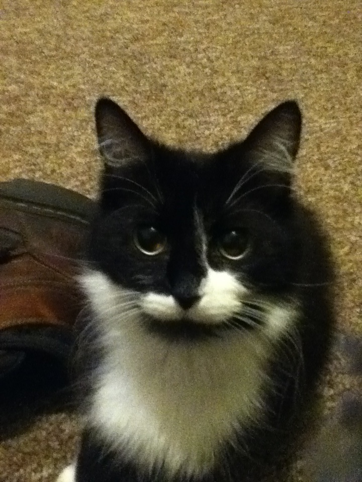 Just my cat wanting her nip.