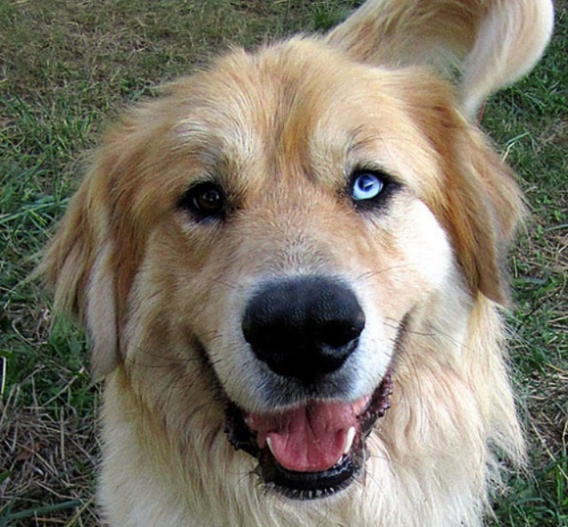 (First Post) Long time lurker, not sure what to post. So here's my newly adopted Golden Retriever. 
