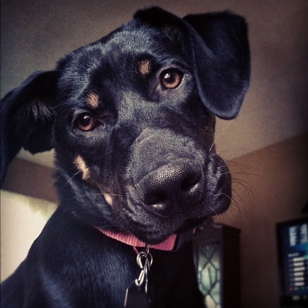 Lurker for months so now here's my baby girl Layla 