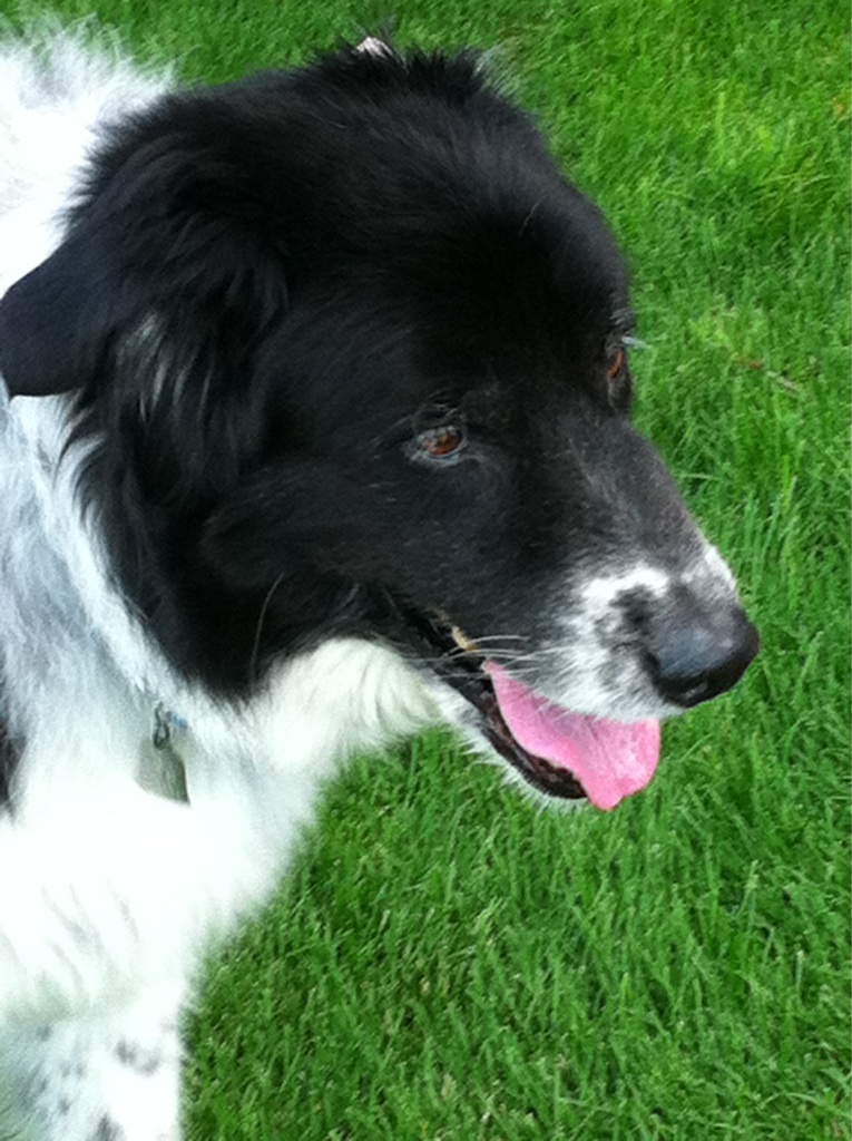 He may be old but still, it's "aww" worthy