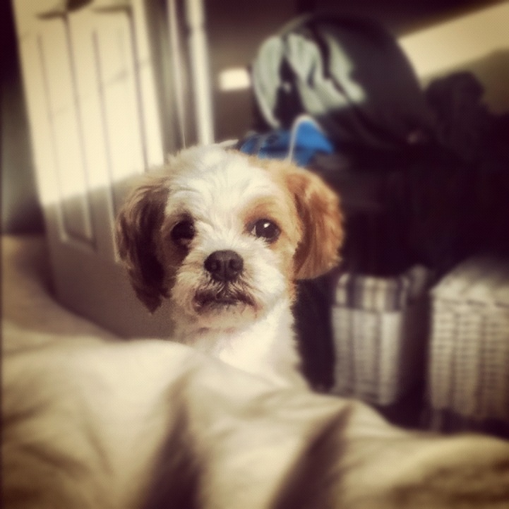 My first post shall be my dog.
