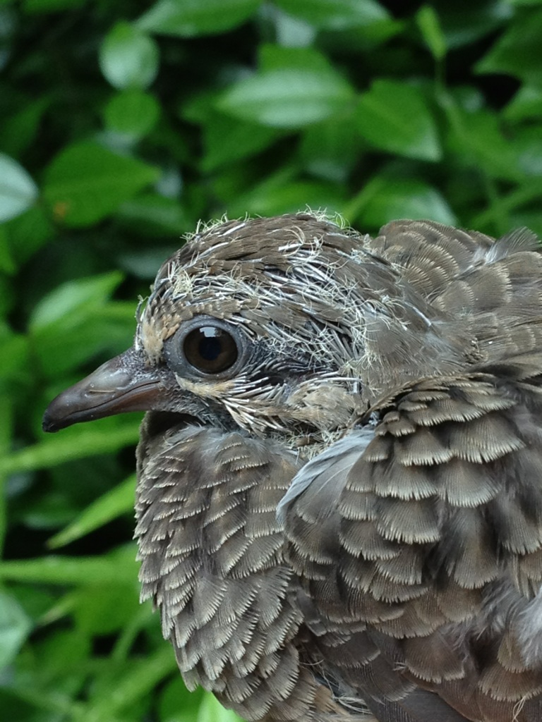 A bird I found not sure what kind 
